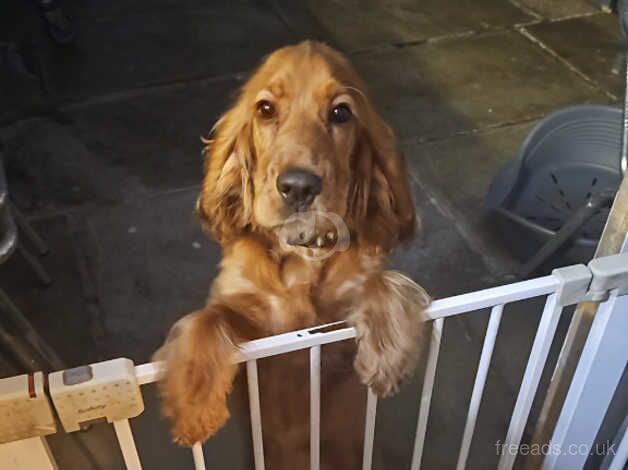 Cocker spaniel for sale in Liverpool, Merseyside - Image 1