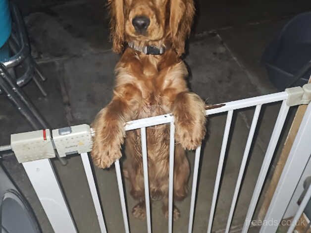 Cocker spaniel for sale in Liverpool, Merseyside - Image 2