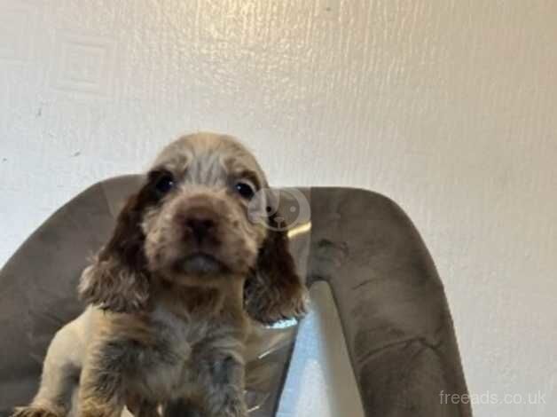 Cocker spaniel for sale in Llanelli, Carmarthenshire