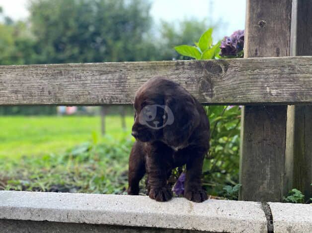 Cocker Spaniel for sale in Llanwrda, Carmarthenshire - Image 1