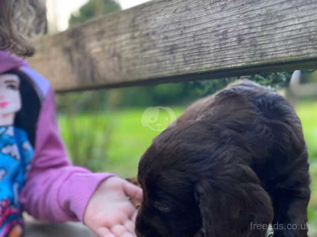 Cocker Spaniel for sale in Llanwrda, Carmarthenshire - Image 2