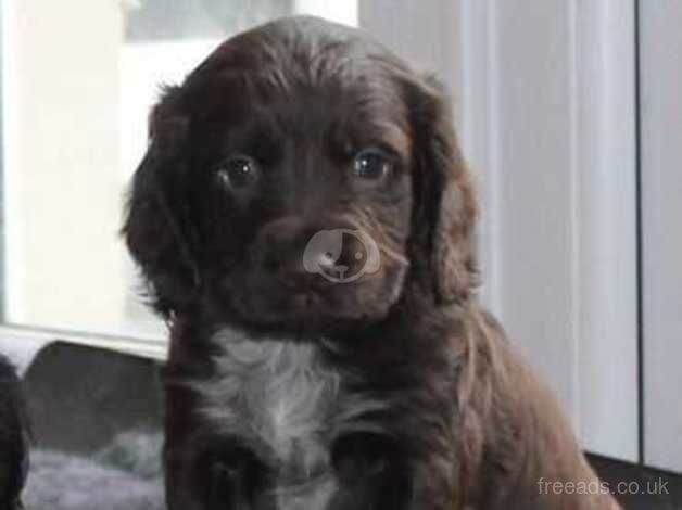 Cocker Spaniel for sale in Llanwrda, Carmarthenshire - Image 3