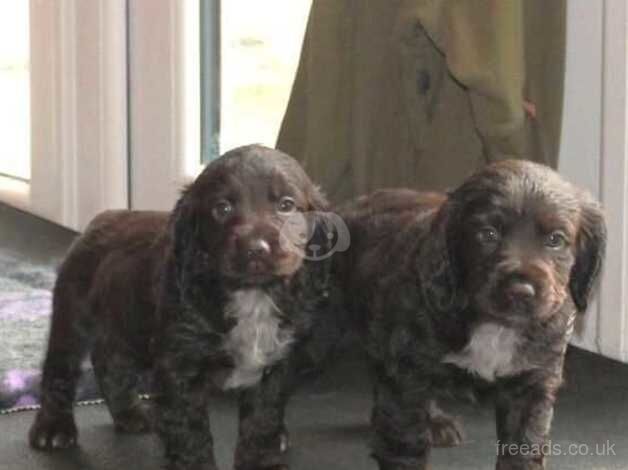 Cocker Spaniel for sale in Llanwrda, Carmarthenshire - Image 4