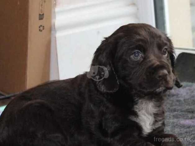 Cocker Spaniel for sale in Llanwrda, Carmarthenshire - Image 5