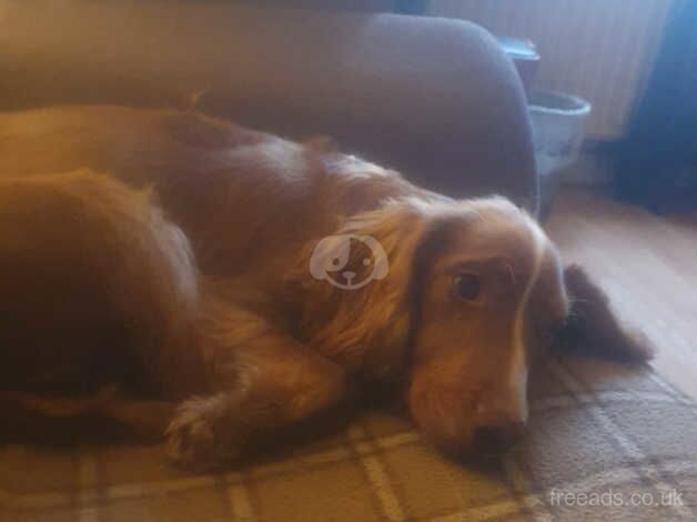 Cocker spaniel for sale in London, City of London, Greater London - Image 1