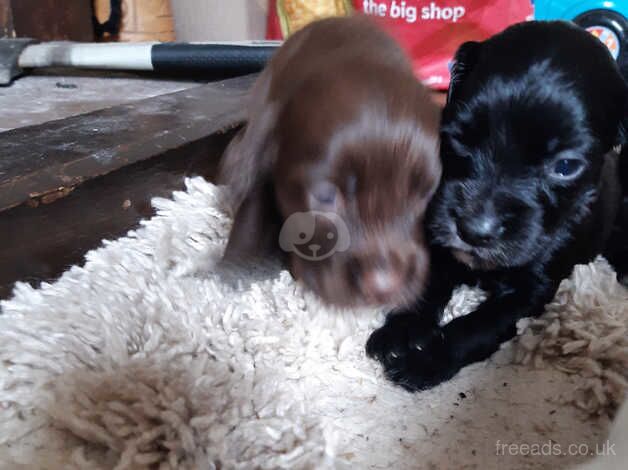 Cocker spaniel for sale in Marlborough, Wiltshire