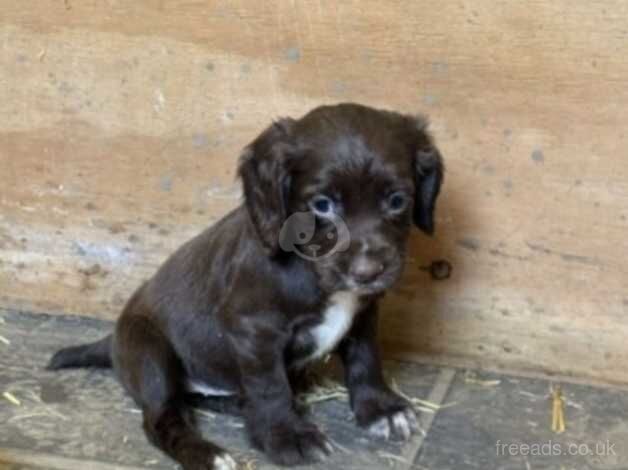 Cocker spaniel for sale in Melton Mowbray, Leicestershire - Image 1