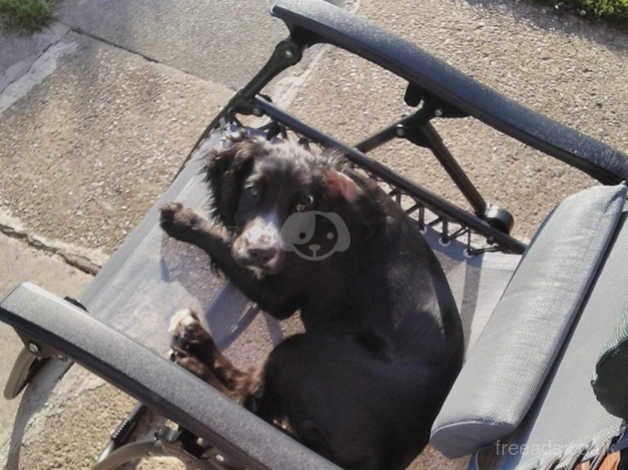 Cocker spaniel for sale in Middlesbrough, North Yorkshire - Image 4