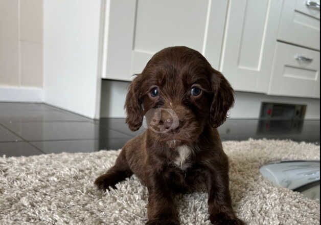 cocker spaniel for sale in Middlesbrough, North Yorkshire