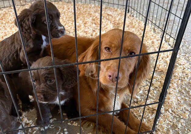 Cocker Spaniels for sale in Middlesbrough, North Yorkshire