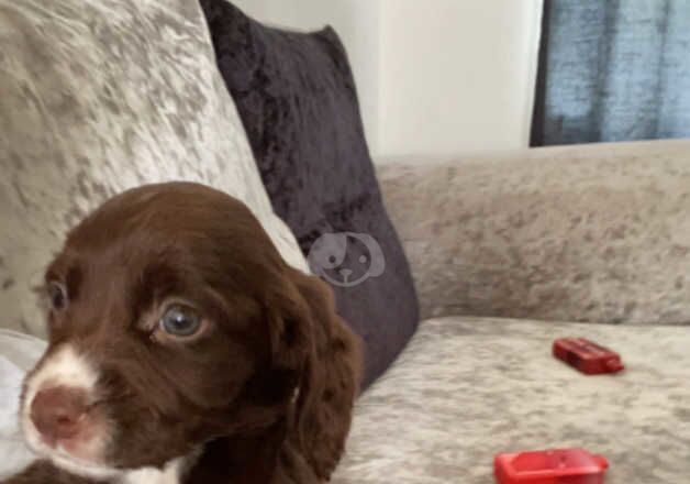 Cocker Spaniel Puppies for sale in North Yorkshire