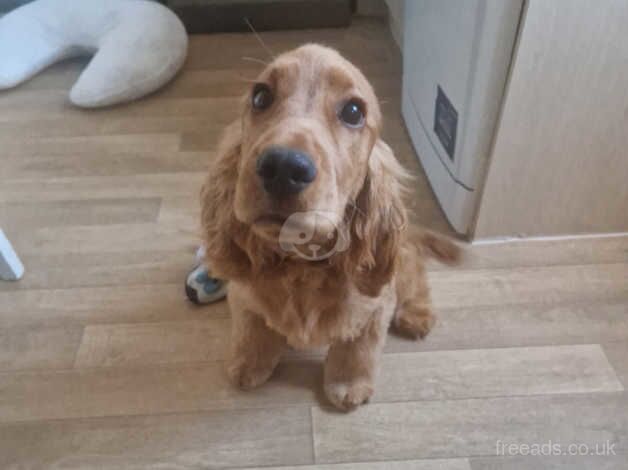 Cocker spaniel for sale in Newbury, Berkshire