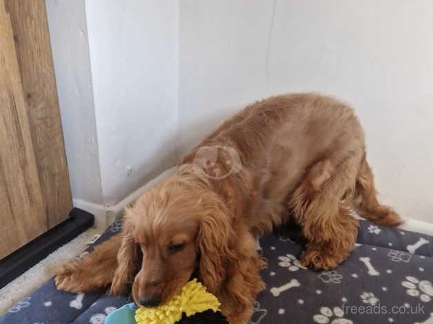 Cocker spaniel for sale in Newbury, Berkshire - Image 3