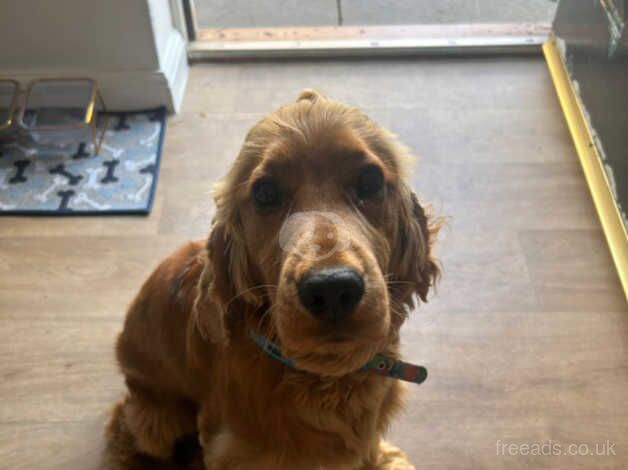 Cocker spaniel for sale in Newbury, Berkshire - Image 4