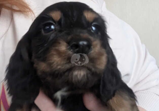 Cocker spaniel for sale in Perth, Perth and Kinross