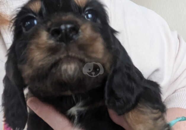 Cocker Spaniel Puppies for sale in Perth and Kinross