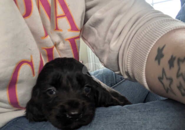 Cocker Spaniel Puppies for sale