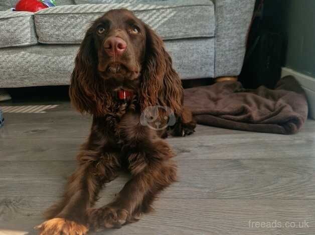 Cocker spaniel for sale in Queenborough, Kent - Image 1