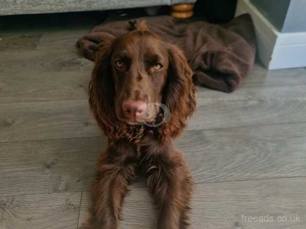 Cocker spaniel for sale in Queenborough, Kent - Image 2