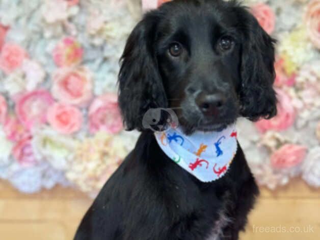 Cocker spaniel for sale in Rochester, Northumberland - Image 1