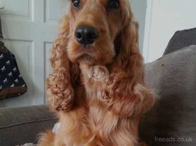 Cocker spaniel for sale in Rochester, Northumberland - Image 3