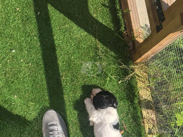 Cocker spaniel for sale in Salford, Greater Manchester - Image 5