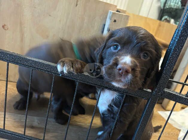 Cocker spaniel for sale in Sheffield, South Yorkshire - Image 1