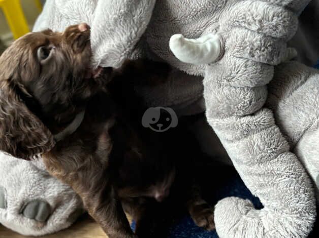 Cocker spaniel for sale in Sheffield, South Yorkshire - Image 3