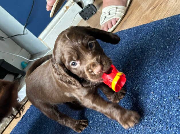 Cocker spaniel for sale in Sheffield, South Yorkshire - Image 4