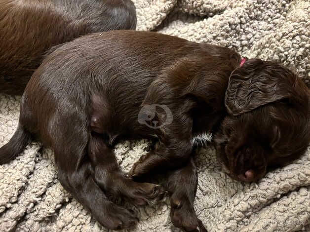 Cocker spaniel for sale in Sheffield, South Yorkshire - Image 5