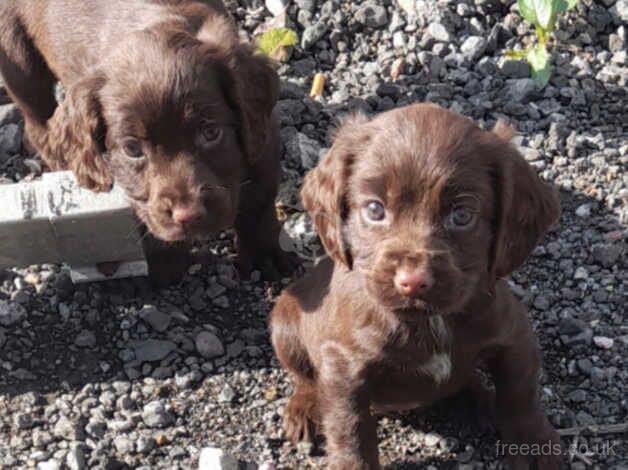 Cocker spaniel for sale in Sheffield, South Yorkshire