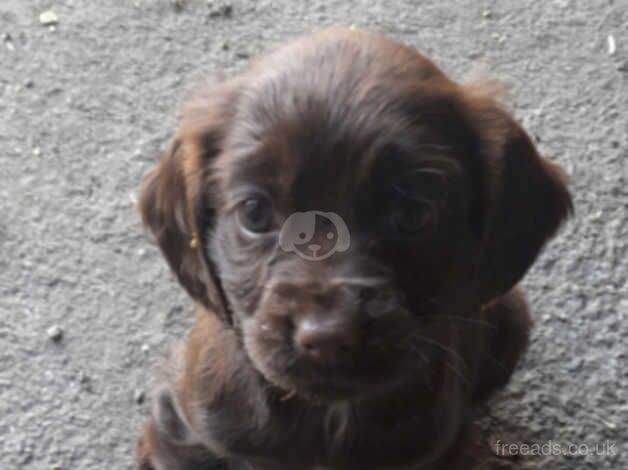 Cocker Spaniels for sale in Sheffield, South Yorkshire