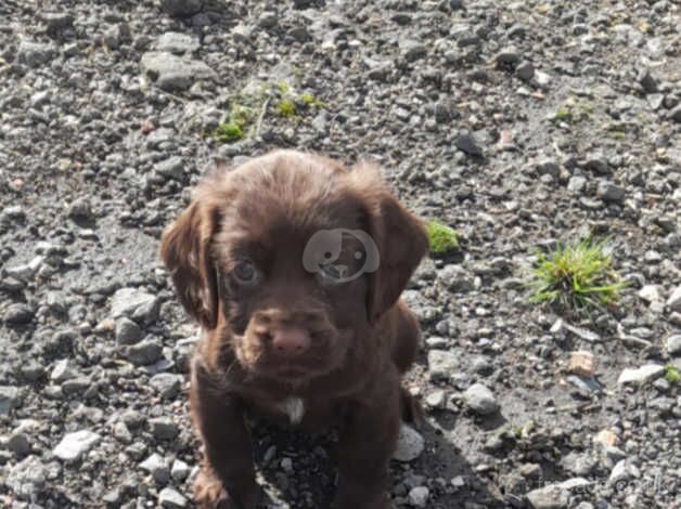 Cocker Spaniel Puppies for sale in South Yorkshire