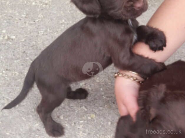 Cocker Spaniel Puppies for sale