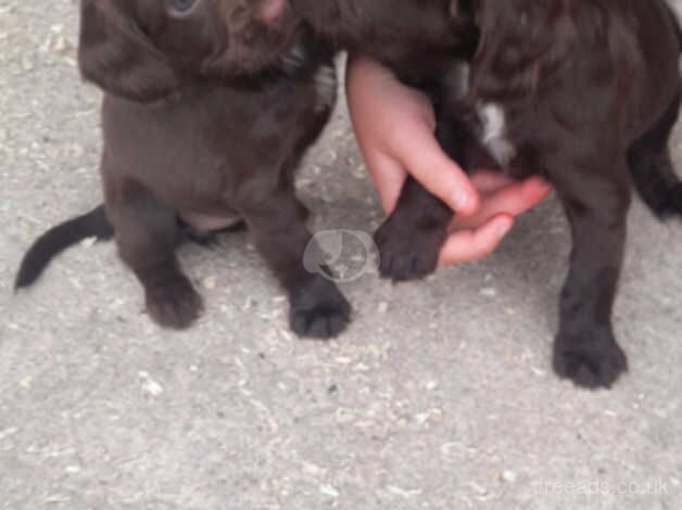 Cocker spaniel for sale in Sheffield, South Yorkshire - Image 5