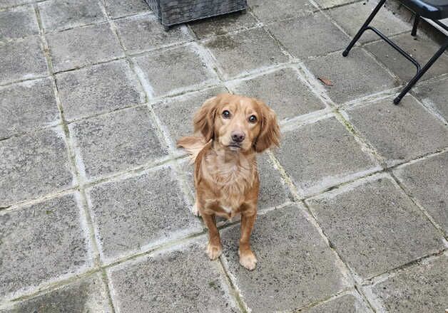 Cocker Spaniel Puppies for sale in Powys