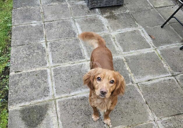 Cocker Spaniel Puppies for sale