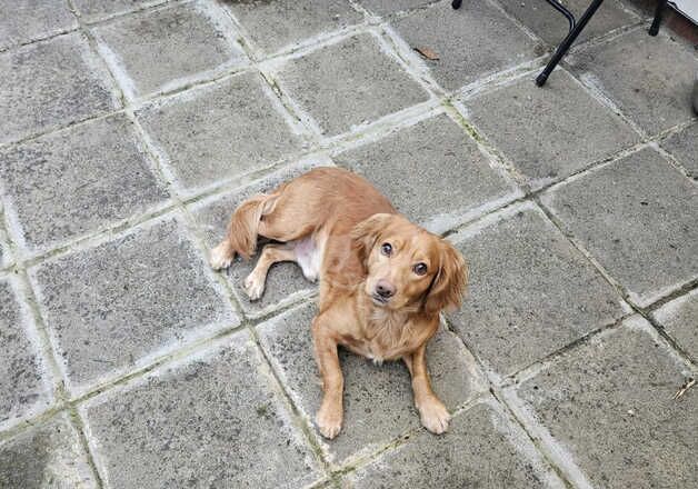 Cocker Spaniel for sale in Slough, Powys - Image 5