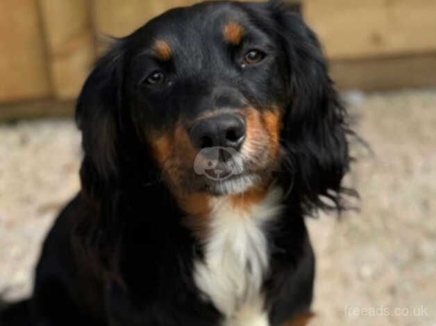 Cocker spaniel for sale in Southampton, Hampshire