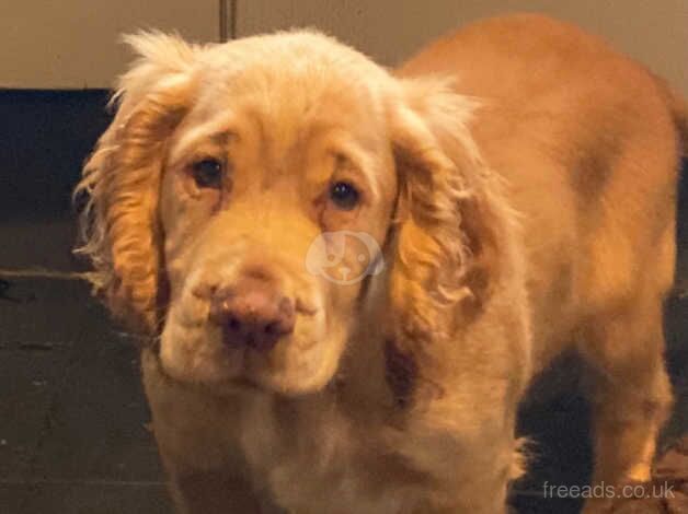 Cocker spaniel for sale in Southport, Lancashire - Image 1