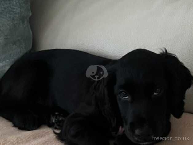 Cocker spaniel for sale in Swansea/Abertawe, Swansea - Image 1