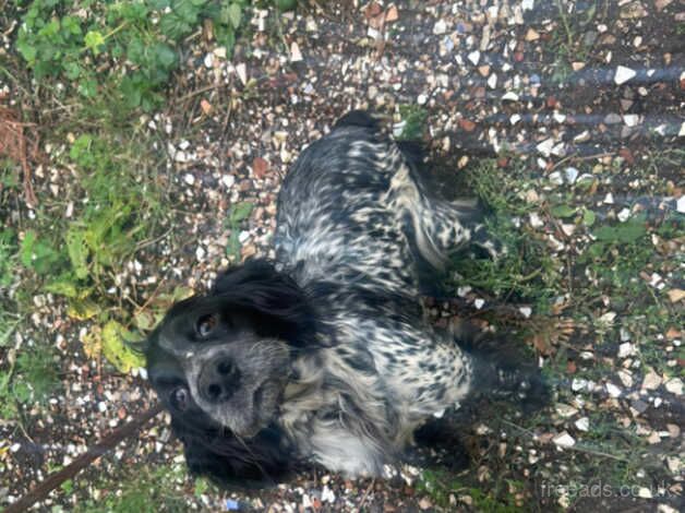 Cocker spaniel for sale in Tilbury, Essex