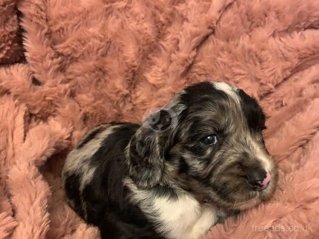 Cocker spaniel for sale in Tilbury, Essex