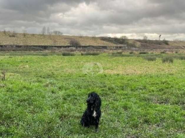 Cocker spaniel for sale in Westbury, Shropshire - Image 1