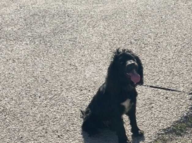 Cocker spaniel for sale in Wickford, Essex - Image 1