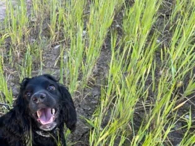 Cocker spaniel for sale in Wickford, Essex - Image 2