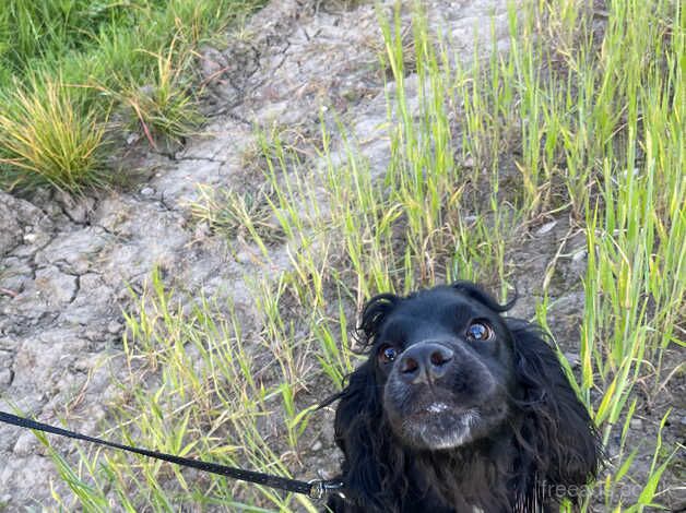 Cocker spaniel for sale in Wickford, Essex - Image 3