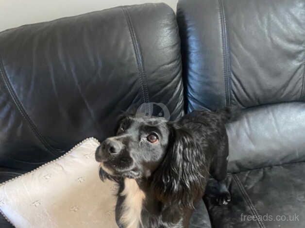 cocker spaniel for sale in Winchester, Hampshire - Image 1