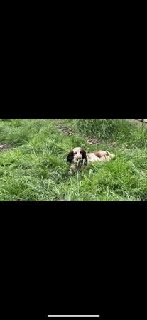 Cocker spaniel kc 11 month old for sale in Leeds, West Yorkshire