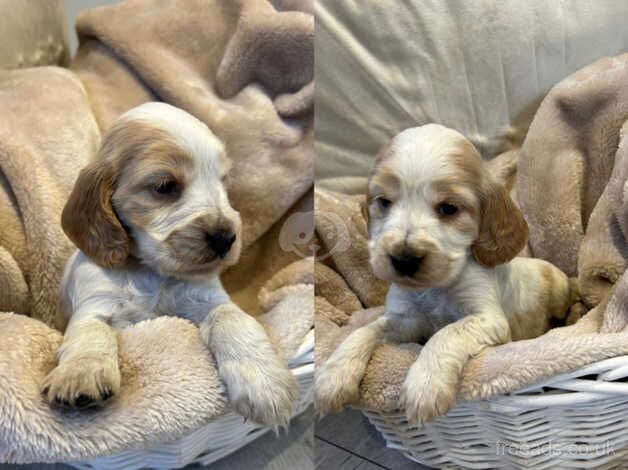 Cocker spaniel kc registered 2 girls 6 boys for sale in Ash Vale, Surrey - Image 1